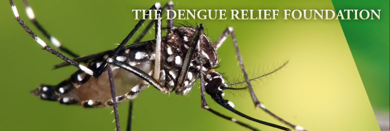 Dengue Info